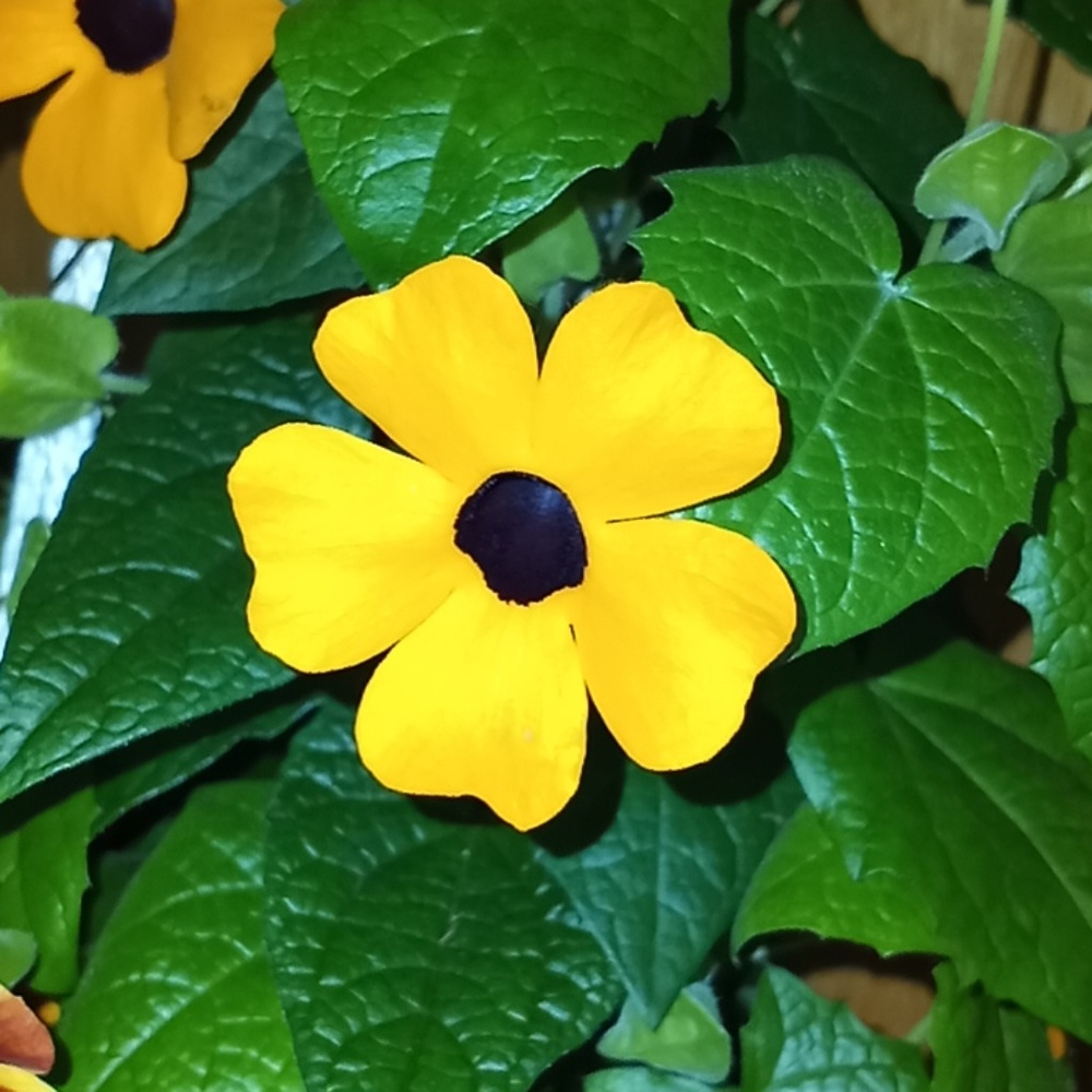 Meet your Posher, Watsons